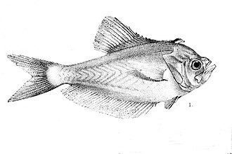 ภาพ ปลา indicus (Kurtus indicus)