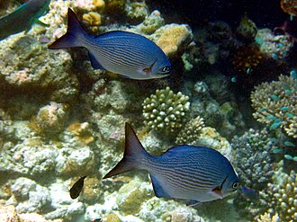 ภาพ ปลา bigibbus (Kyphosus bigibbus)