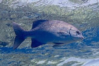 ภาพ ปลา cinerascens (Kyphosus cinerascens)