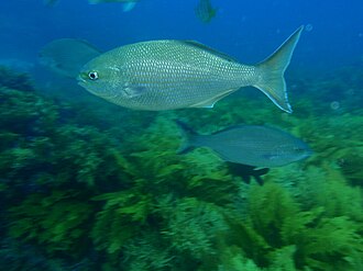 ภาพ ปลา cornelii (Kyphosus cornelii)