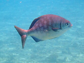 ภาพ ปลา elegans (Kyphosus elegans)