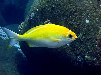 ภาพ ปลา hawaiiensis (Kyphosus hawaiiensis)