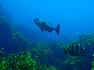 ภาพ ปลา sydneyanus (Kyphosus sydneyanus)