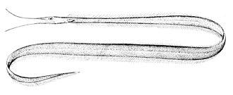ภาพ ปลา carinatus (Labichthys carinatus)