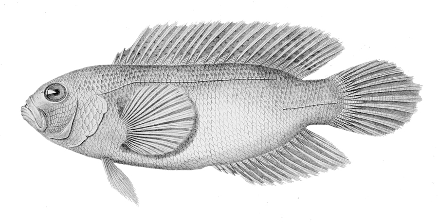 ภาพ ปลาดอตตี้แบ็ค cyclophthalmus (Labracinus cyclophthalmus)