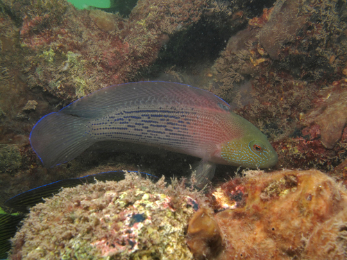 ภาพ ปลาดอตตี้แบ็คลายเส้น (Labracinus lineatus)