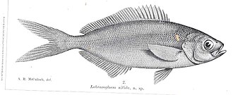 ภาพ ปลา nitida (Labracoglossa nitida)