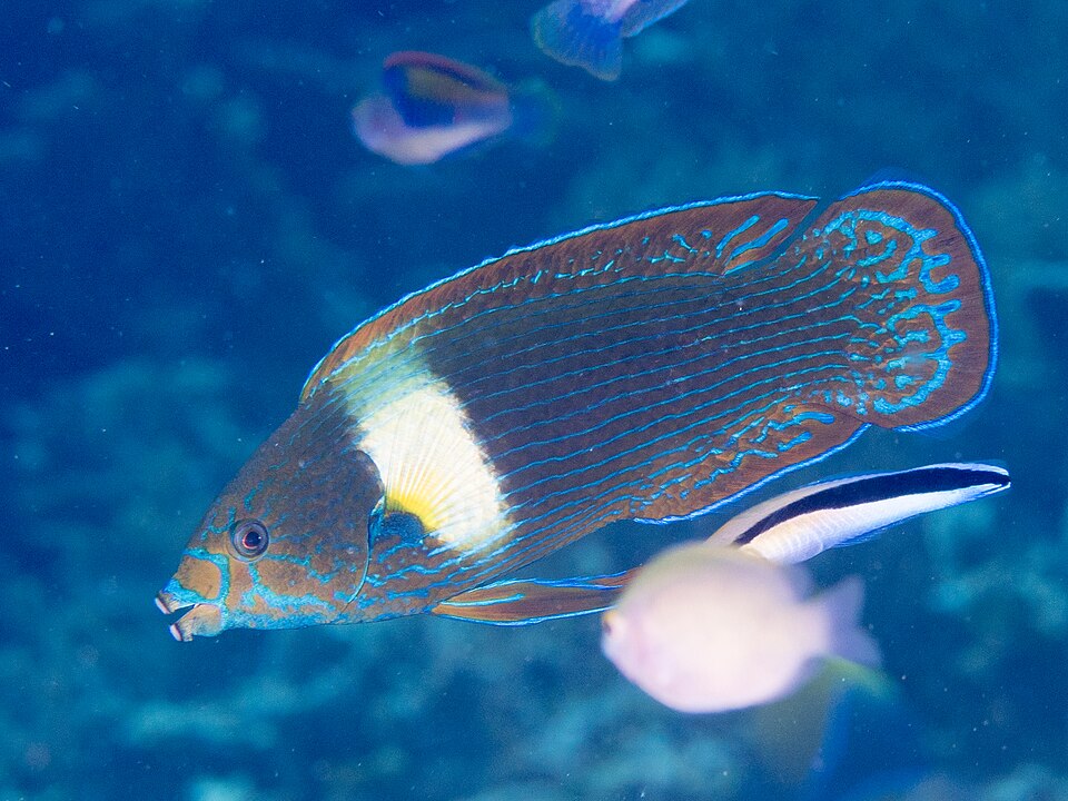 ภาพ ปลานกขุนทอง unilineatus (Labrichthys unilineatus)