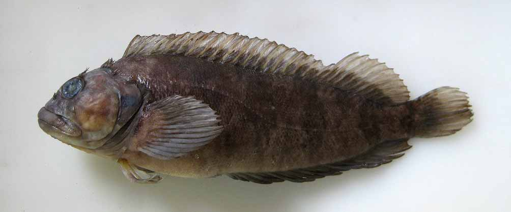 ภาพ ปลา conditus (Labrisomus conditus)