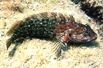 ภาพ ปลา nuchipinnis (Labrisomus nuchipinnis)