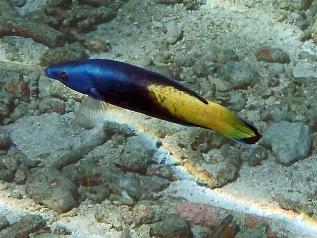 ภาพ ปลานกขุนทองทำความสะอาดทำความสะอาด (Labroides bicolor)