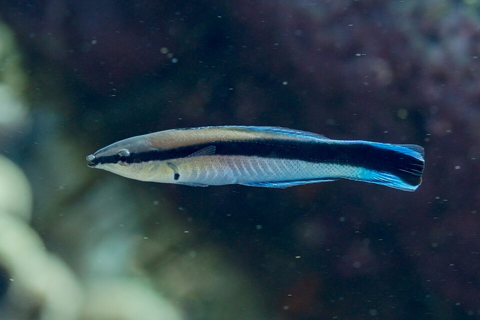 ภาพ ปลานกขุนทองทำความสะอาด (ปลาหมอทำความสะอาด) (Labroides dimidiatus)