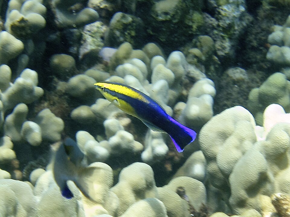 ภาพ ปลานกขุนทองทำความสะอาดทำความสะอาด (Labroides phthirophagus)