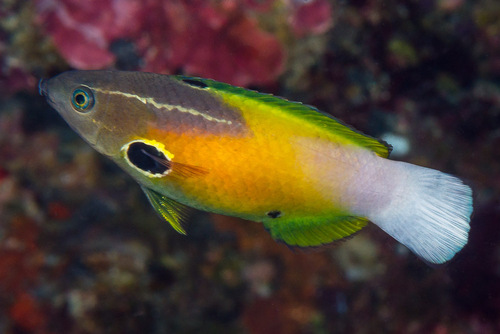 ภาพ ปลานกขุนทอง alleni (Labropsis alleni)