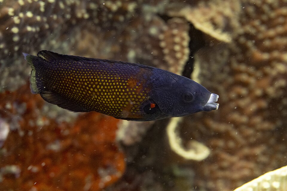 ภาพ ปลานกขุนทอง australis (Labropsis australis)