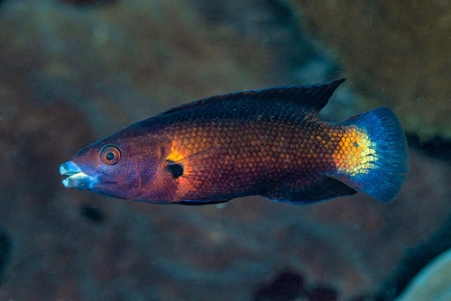 ภาพ ปลานกขุนทอง manabei (Labropsis manabei)