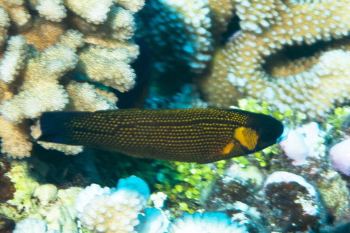 ภาพ ปลานกขุนทอง polynesica (Labropsis polynesica)