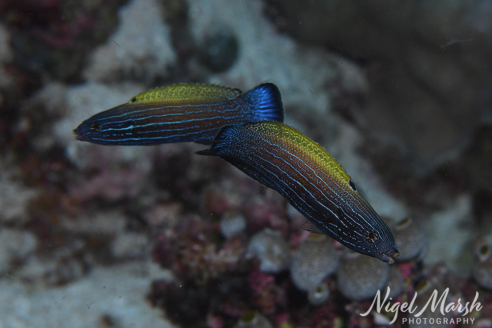 ภาพ ปลานกขุนทอง xanthonota (Labropsis xanthonota)