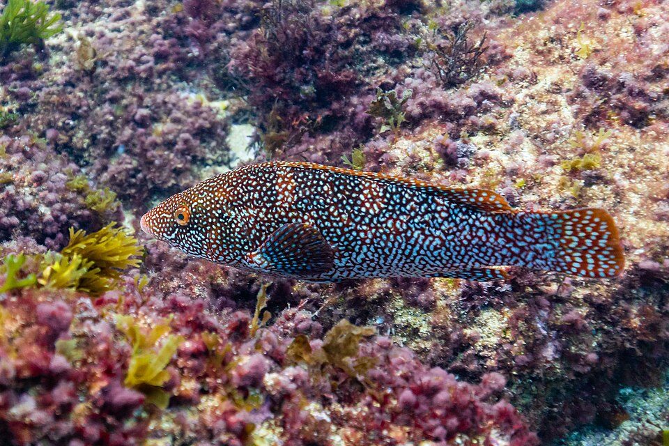 ภาพ ปลานกขุนทอง bergylta (Labrus bergylta)