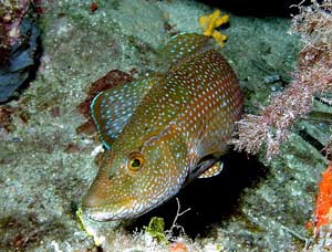 ภาพ ปลานกขุนทองเขียว (Labrus viridis)