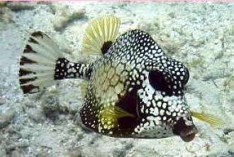 ภาพ ปลากล่อง triqueter (Lactophrys triqueter)