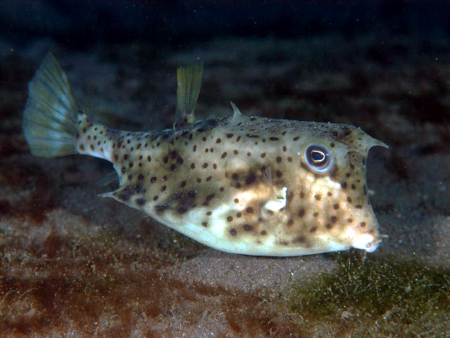 ภาพ ปลากล่องเขา diaphana (Lactoria diaphana)