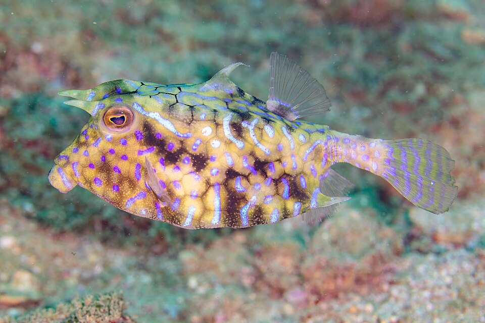 ภาพ ปลากล่องเขา fornasini (Lactoria fornasini)