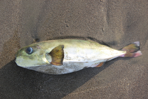 ภาพ ปลาปักเป้า cheesemanii (Lagocephalus cheesemanii)