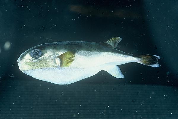 ภาพ ปลาปักเป้าน้ำตาล (Lagocephalus gloveri)
