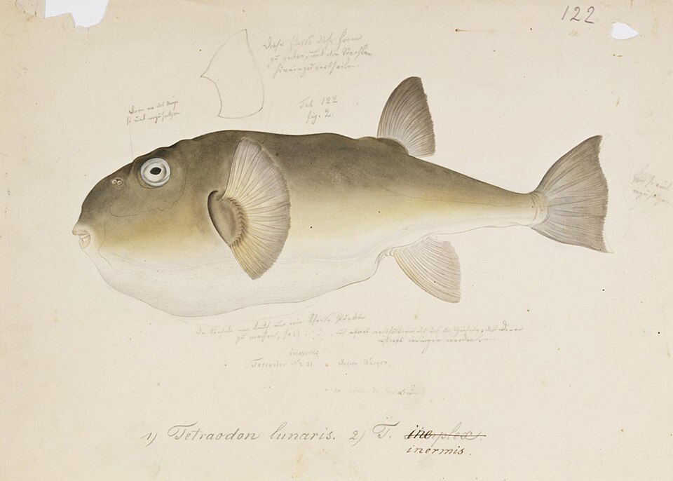 ภาพ ปลาปักเป้าหลังเรียบ (Lagocephalus inermis)