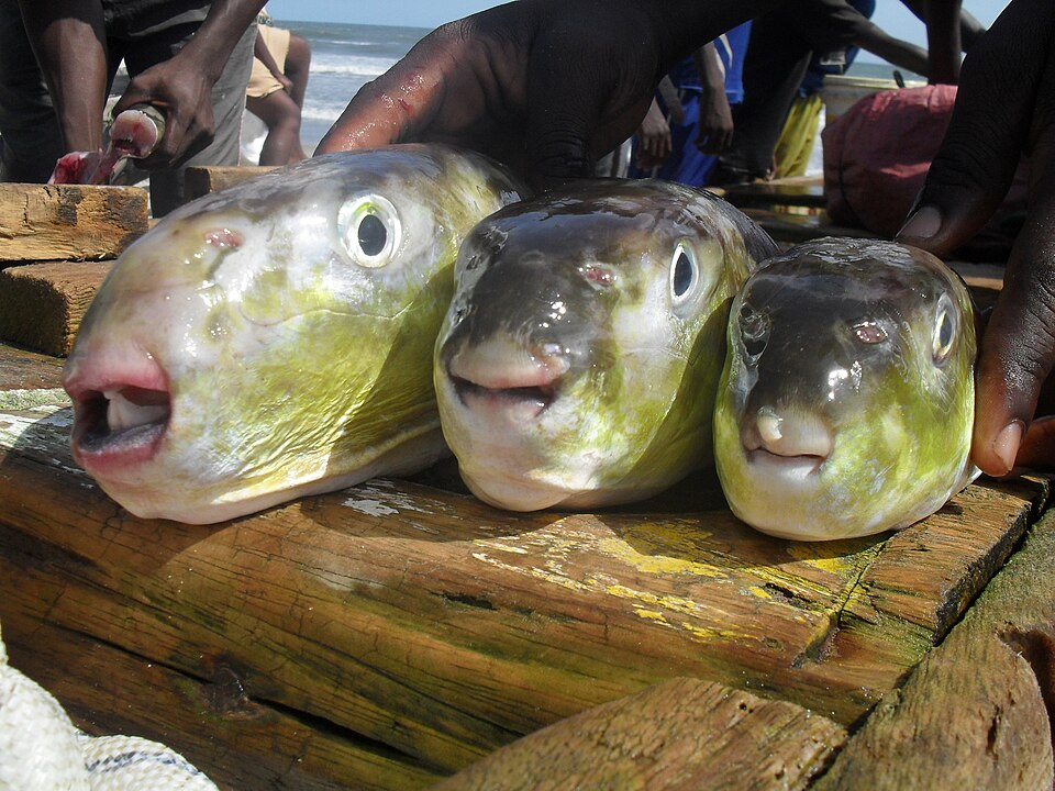 ภาพ ปลาปักเป้า laevigatus (Lagocephalus laevigatus)