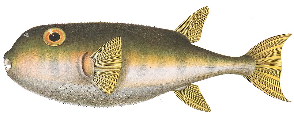 ภาพ ปลาปักเป้าหางวงเดือน (Lagocephalus lunaris)