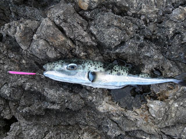 ภาพ ปลาปักเป้ายักษ์ (Lagocephalus sceleratus)