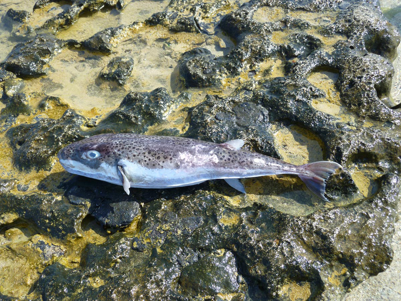 ภาพ ปลาปักเป้าหลังครึ่ง (Lagocephalus spadiceus)