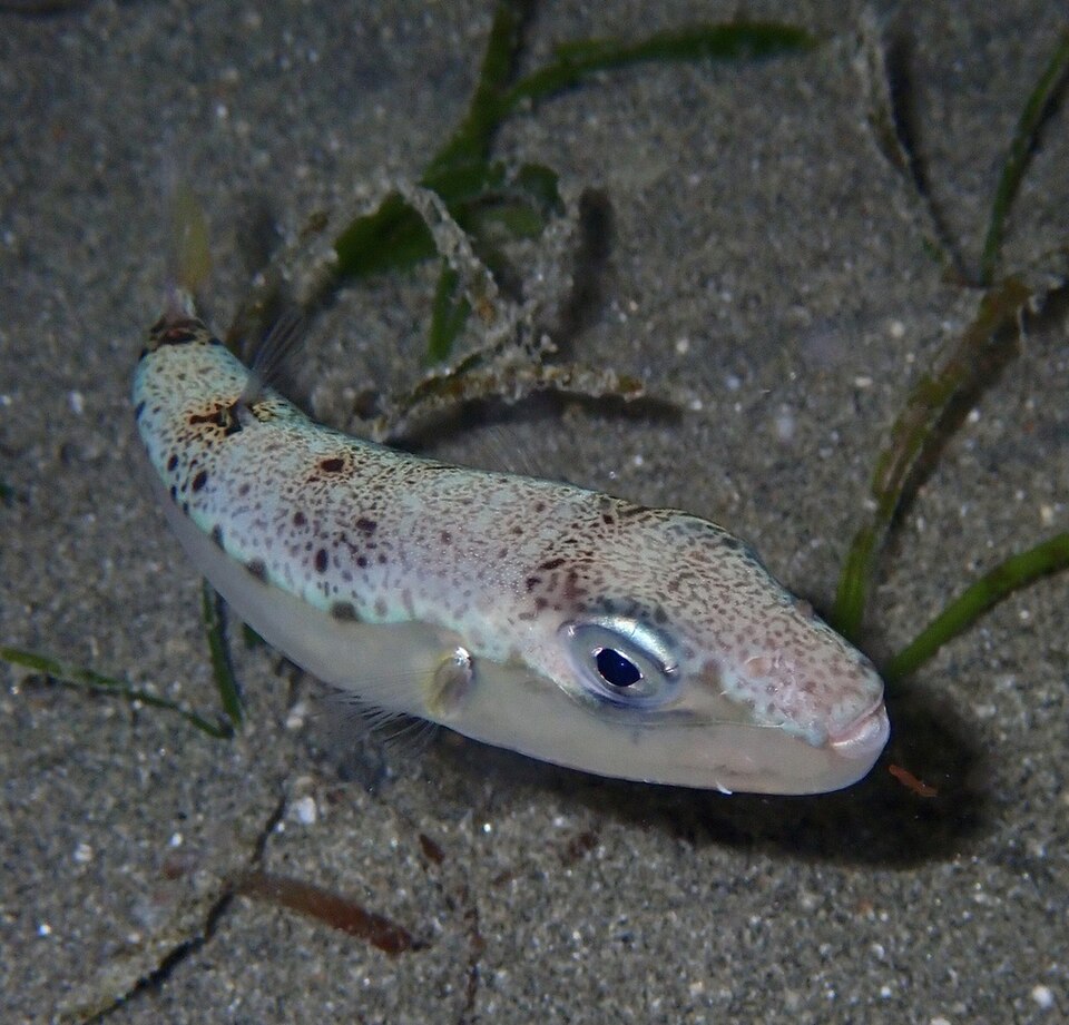 ภาพ ปลาปักเป้าหลังด่าง (Lagocephalus suezensis)