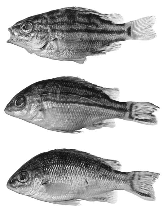 ภาพ ปลา micracanthus (Lagusia micracanthus)