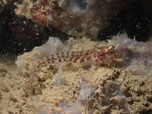 ภาพ ปลาตั๊กแตนหิน longispinis (Laiphognathus longispinis)