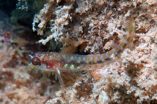 ภาพ ปลาตั๊กแตนหินลายจุดตั๊กแตนหิน (Laiphognathus multimaculatus)