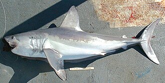 ภาพ ปลา nasus (Lamna nasus)