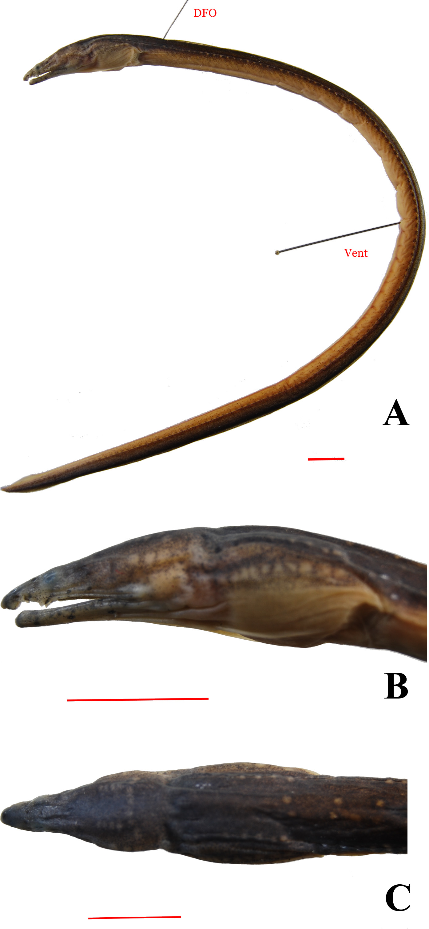 ภาพ ปลา mindora (Lamnostoma mindora)