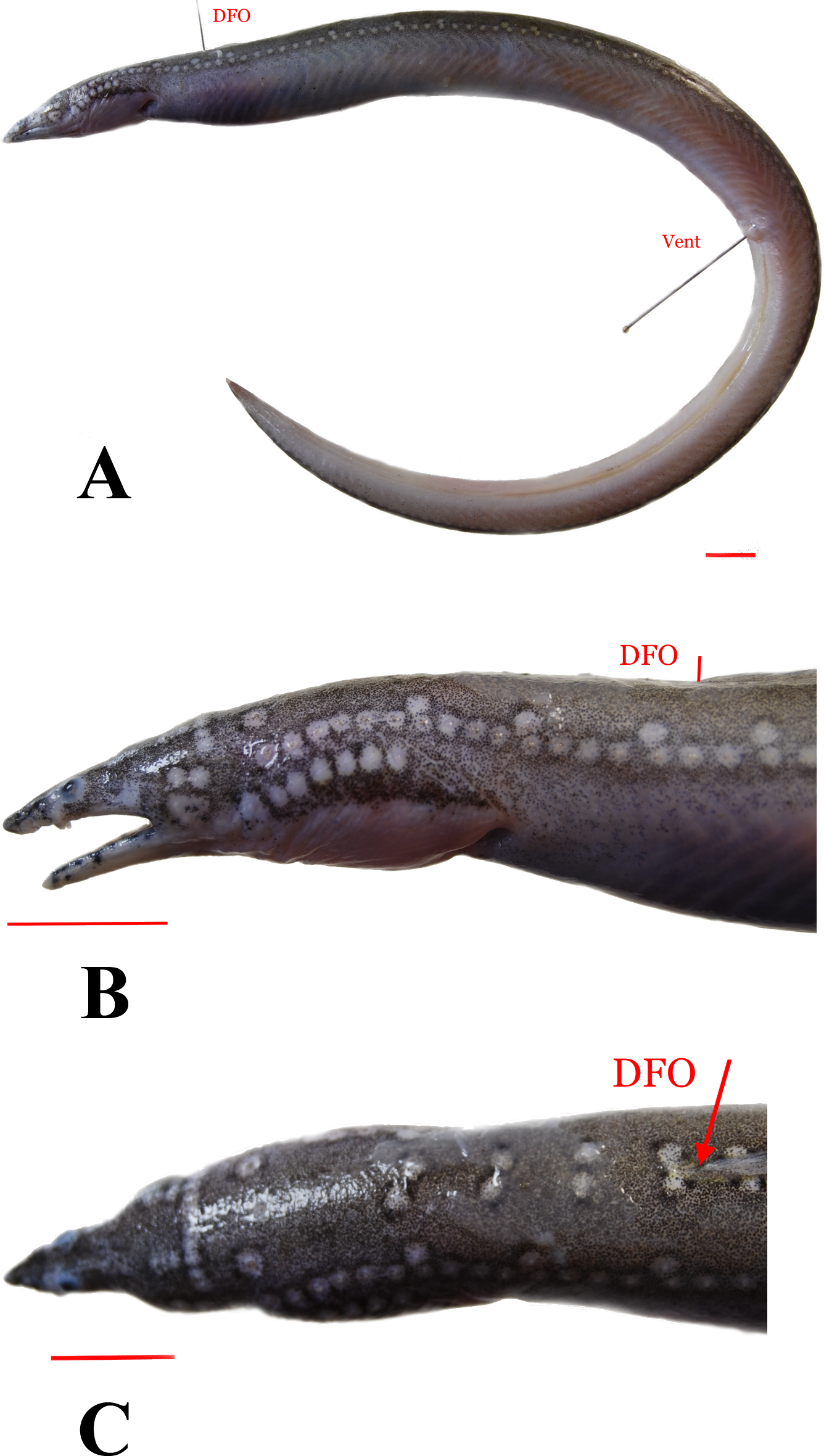 ภาพ ปลา taiwanense (Lamnostoma taiwanense)