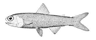 ภาพ ปลา speculigera (Lampadena speculigera)