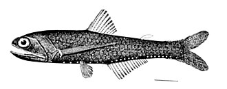 ภาพ ปลา alatus (Lampanyctus alatus)