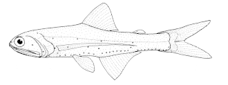 ภาพ ปลา australis (Lampanyctus australis)