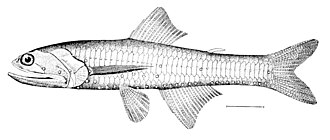 ภาพ ปลา crocodilus (Lampanyctus crocodilus)