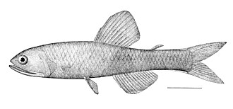 ภาพ ปลา macdonaldi (Lampanyctus macdonaldi)