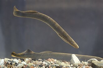 ภาพ ปลา fluviatilis (Lampetra fluviatilis)