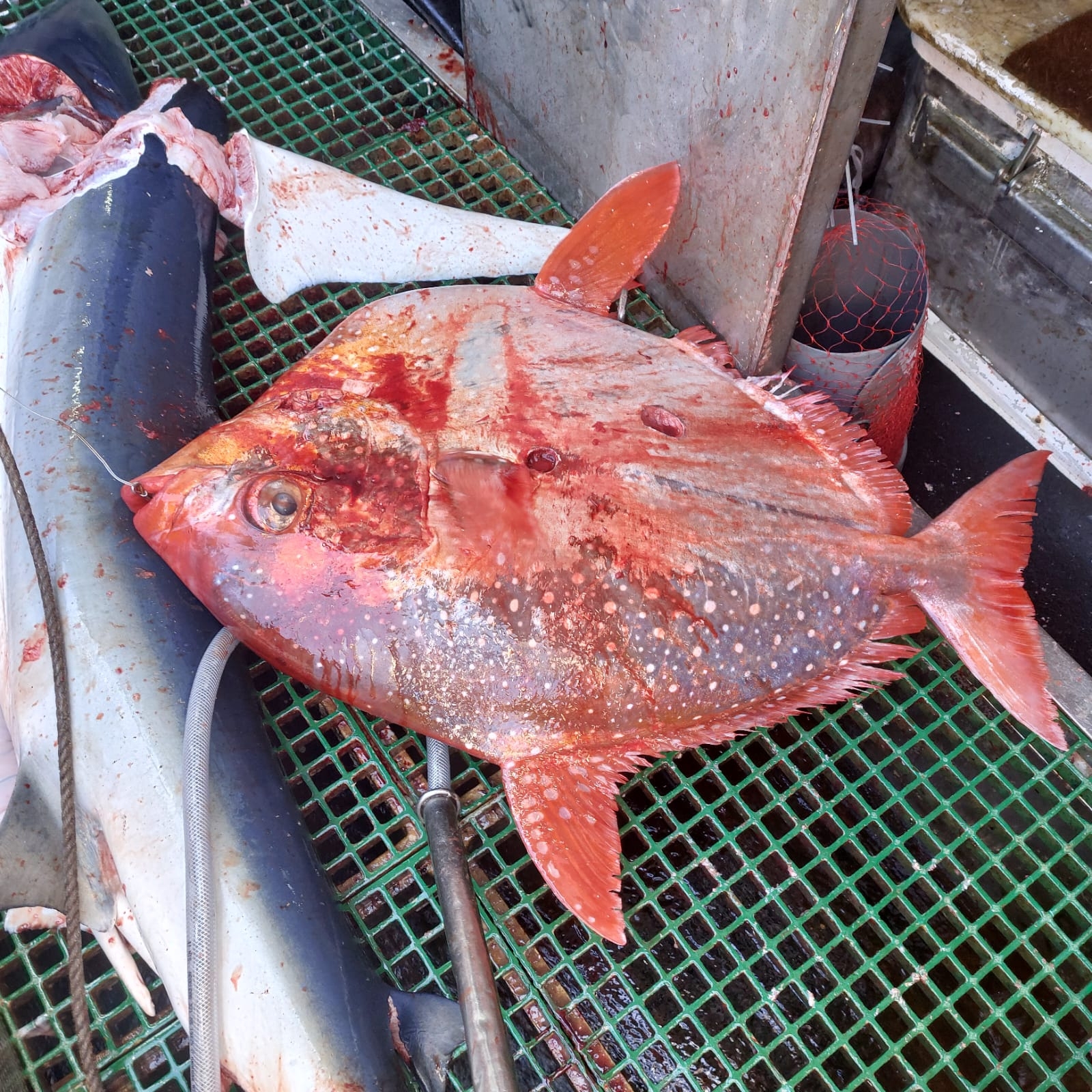 ภาพ ปลา megalopsis (Lampris megalopsis)