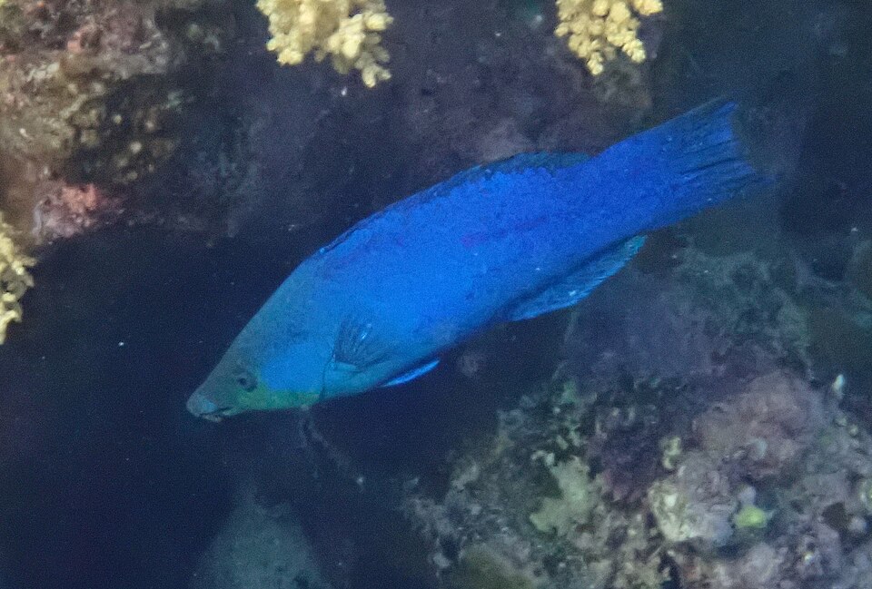 ภาพ ปลานกขุนทองสี่เส้น (Larabicus quadrilineatus)