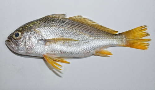 ภาพ ปลาจวด acclivis (Larimus acclivis)